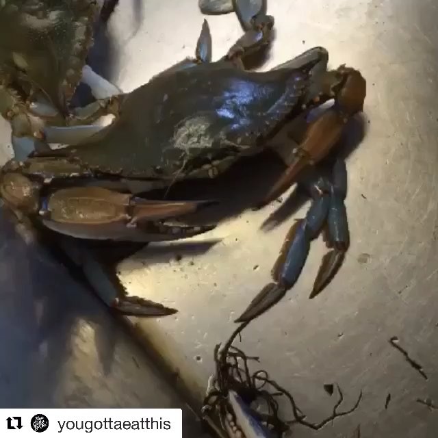 Anybody else’s dinner put up a fight today? @thomaswilson2 had to hit this blue crab with the mean crossover, but buddy wasn’t having none of it! I see Old Bay in this guy’s future, what’d you eat or grill today? Tag us with and let us know how your parties are looking?